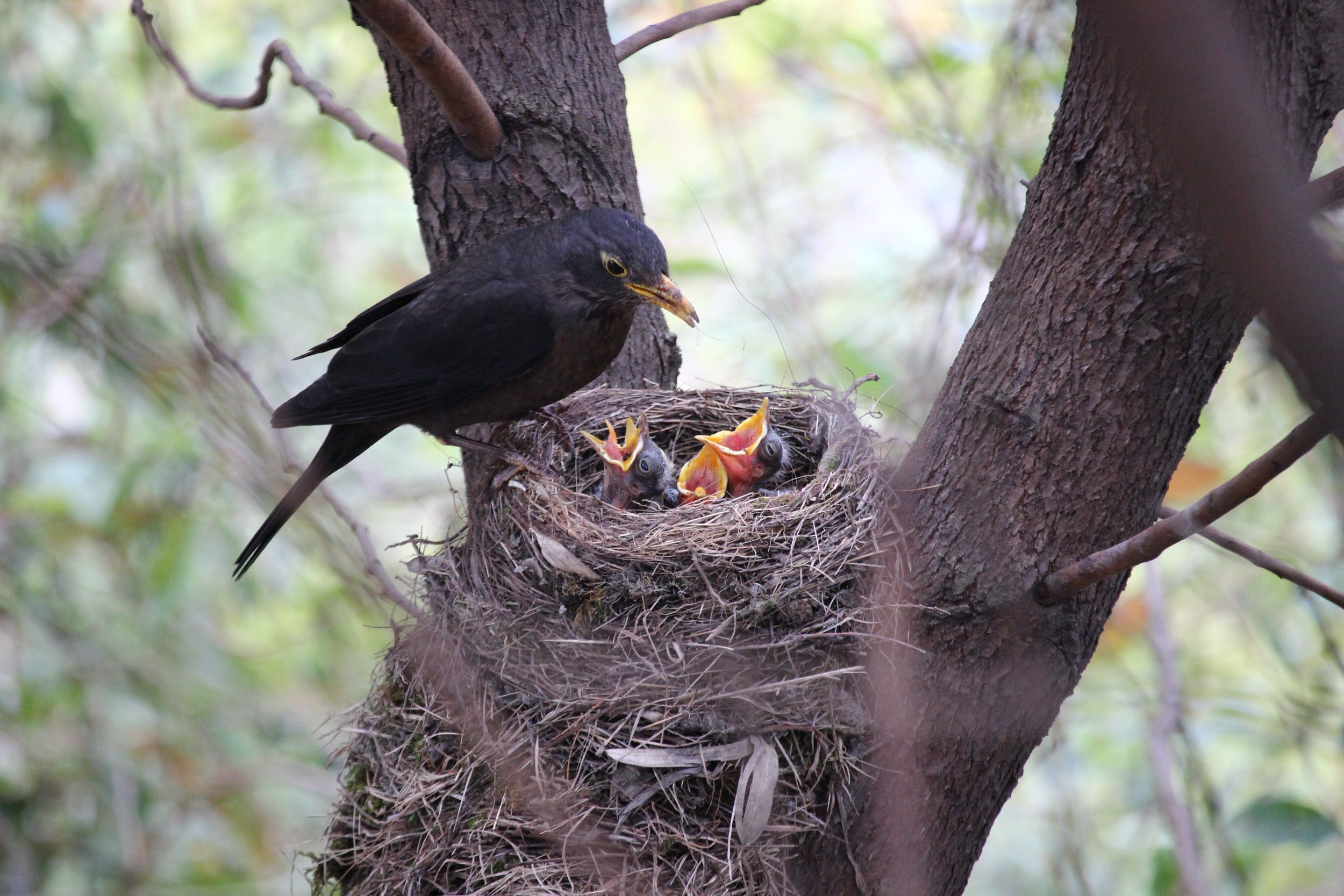 Bird Nesting Season: 7 things you need to know — HRG Tree Surgeons